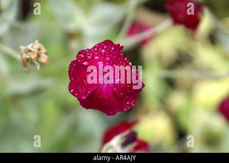 ROSE CAMPION, LYCHNIS CORONARIA, PINK MULLEIN, MULLEIN PINK,  SILENE CORONARIA, DUSTY MILLER, BLOODY WILLIAM, RED BIRD’S EYE, CO Stock Photo