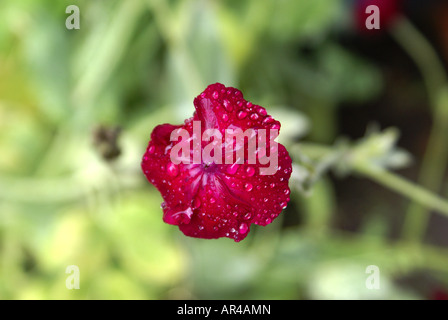 ROSE CAMPION, LYCHNIS CORONARIA, PINK MULLEIN, MULLEIN PINK,  SILENE CORONARIA, DUSTY MILLER, BLOODY WILLIAM, RED BIRD’S EYE, CO Stock Photo