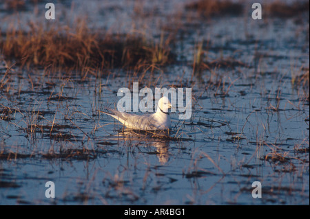 Ross's Gull Rhodostethia rosea Adult summer plumage on water Slight scratch Stock Photo