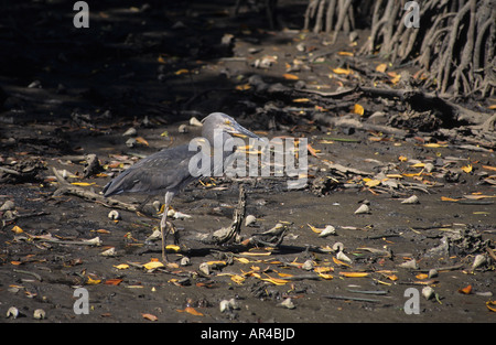 Great billed Heron Ardea sumatrana Cairns Australia Stock Photo