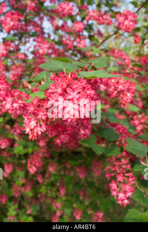 Ribes Sanguinium. Bush.  Ornamental currant. Pink and red flowers.  Flowering shrub. English Garden. UK Stock Photo