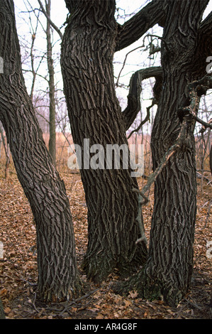 Bur oak triplets at Bluestem Prairie Scientific and Natural area, near Buffalo River, northwestern Minnesota Stock Photo
