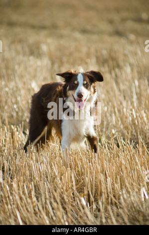 Brown border collie sheep dog in stubble field Stock Photo