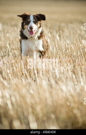 Brown border collie sheep dog in stubble field Stock Photo