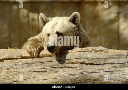 Polar white bear in Troja zoo Prague Czech republic Stock Photo