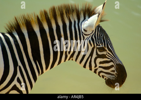 Close up of a Zebra Stock Photo