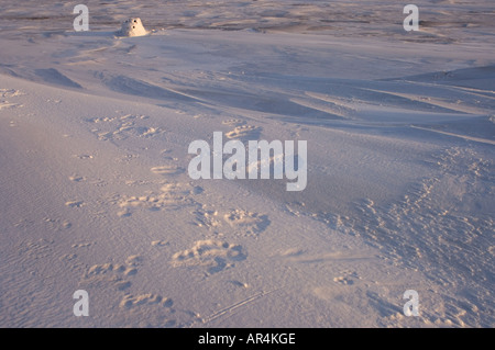 polar bear Ursus maritimus footprints outside a recently vacated den site along the Arctic National Wildlife Refuge Alaska Stock Photo