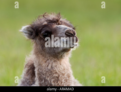 Camel Camelus bactrianus Stock Photo