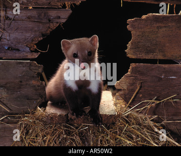 Steinmarder, European beech marten, martes foina, Stone marten Stock Photo