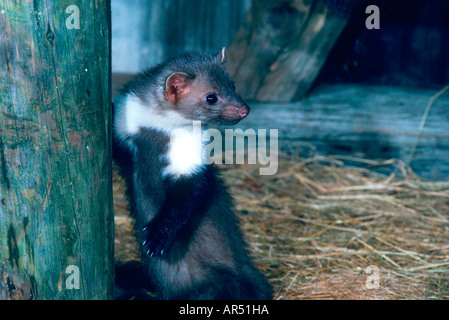 Steinmarder, European beech marten, martes foina, Stone marten Stock Photo