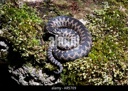 Adder Vipera berus coiled up on moss covered stone looking alert Stock Photo