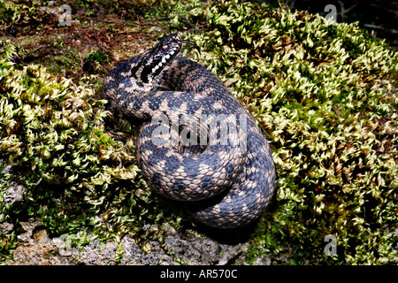 Adder Vipera berus coiled up on moss covered stone looking alert Stock Photo