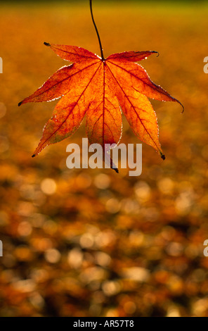 A backlit single red frosty autumn Acer leaf thawing out from the warmth of the sun in Dorset county England UK Stock Photo