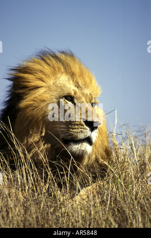 Portrait of mature male lion with beautiful golden mane sitting on a termite mound