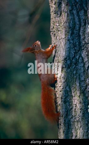 Europaeisches Eichhoernchen Sciurus vulgaris european red squirrel deutschland Stock Photo