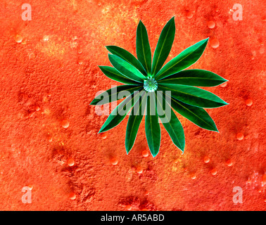 lupin leaves and a drop of water on orange background Stock Photo