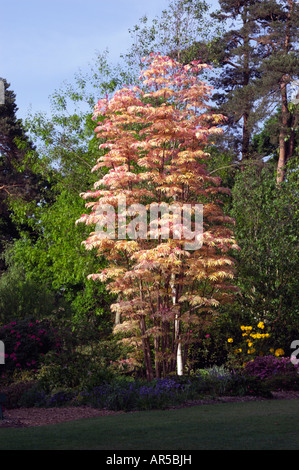 TOONA SINENSIS FLAMINGO AT RHS GARDEN WISLEY Stock Photo