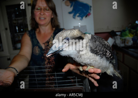 Orphaned juvenile Laughing Kookaburra, Dacelo novaeguineae, being hand fed Stock Photo