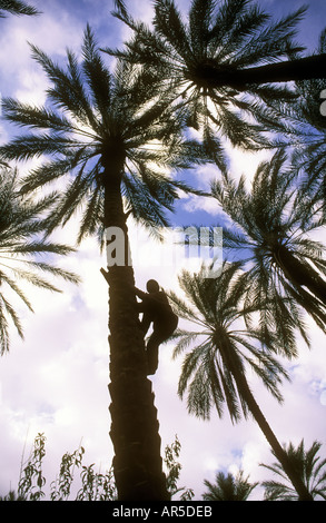 Man climbing a palm tree Stock Photo - Alamy