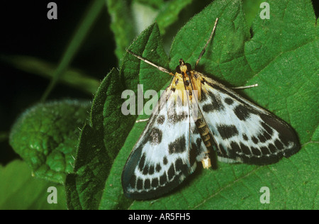 small magpie moth / Eurrhypara hortulata Stock Photo