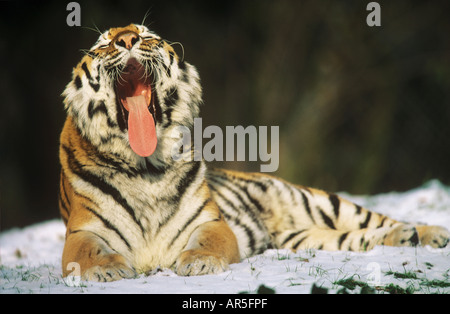 Siberian tiger - yawning / Panthera tigris altaica Stock Photo