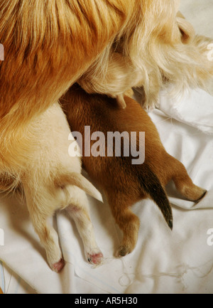 Snuggling up to their mother, two newborn puppies nurse. Stock Photo