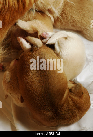 Curled around its mother a newborn puppy nurses. Stock Photo