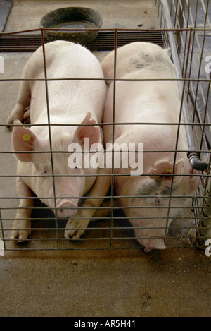 Two pigs snooze in a barn at a high school animal husbandry program facility in Fullerton California USA Stock Photo