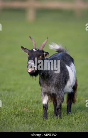 Pygmy Goat Calling Stock Photo