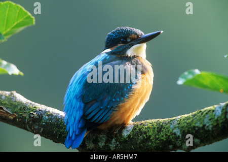 European Kingfisher - sitting on branch / Alcedo atthis Stock Photo
