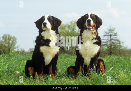 two Bernese cattle dogs - sitting on meadow Stock Photo