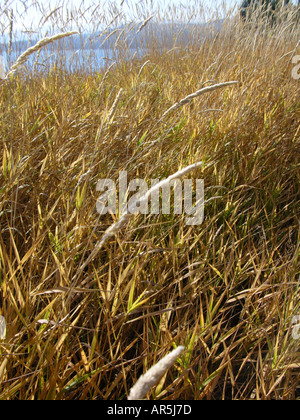 Autumn Grass Stock Photo