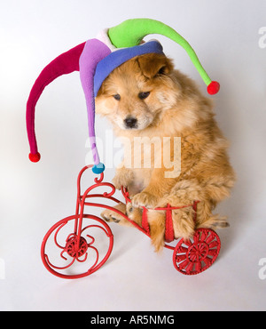 chow puppy with a funny hat Stock Photo