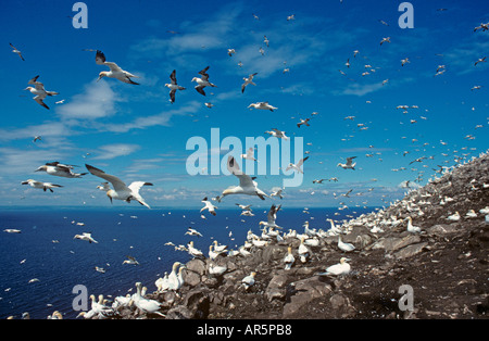 Gannet Sula bassana colony at the Bass Rock Scotland UK largest breeding colony Stock Photo