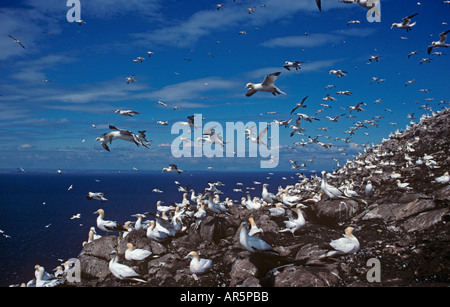 Gannet Sula bassana colony at the Bass Rock Scotland UK largest breeding colony Stock Photo