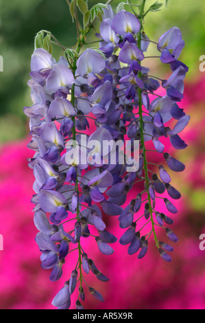 WISTERIA SINENSIS PROLIFIC Stock Photo