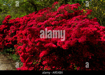 RHODODENDRON IMA SHOJO AZALEA Stock Photo