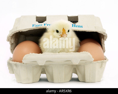 Small chick in an egg box - free range. Stock Photo