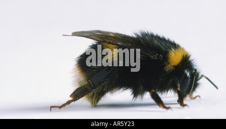 bumble-bee-bee 100BumbleBeePuzzleCatalogImage