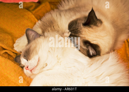 Two twin Ragdoll kittens asleep close together Stock Photo