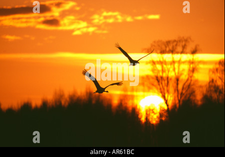 Common Cranes Grus grus flying to roost against setting sun Hornsborga Sweden Stock Photo