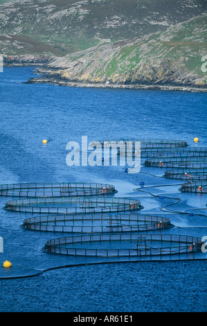 Salmon Sea Trout fish farm in voe in Shetland Scotland UK Stock Photo