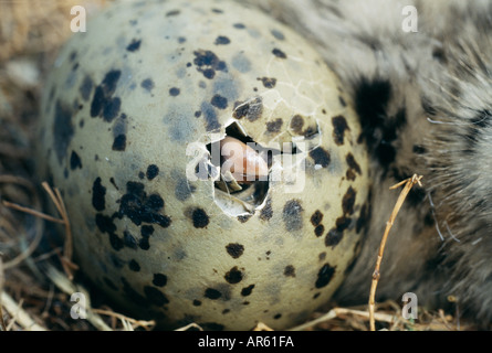 Herring Gull Larus argentatus chick hatching from egg Scotland summer Stock Photo