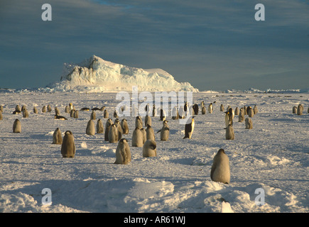 Emperor Penguins (Aptenodytes forsteri) chick and adults on fast ice, Cape Washington, Ross Sea, Antarctica Stock Photo