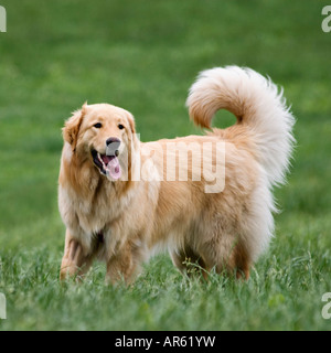 Golden Retriever Standing in Grass Stock Photo