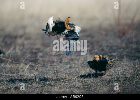 Ruff Philomachus pugnax males flighting on lek Finland May Stock Photo