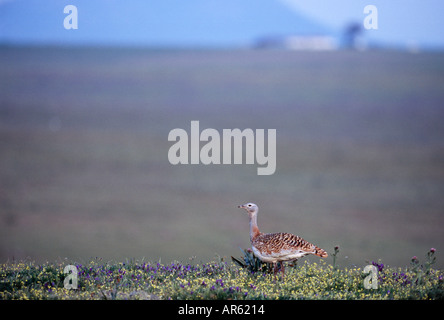 Great Bustard Otis tarda female on Spanish Steppes of Extremadura Spain April Stock Photo