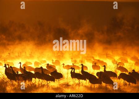 Sandhill Cranes Grus canadensis group at dawn on roosting pond Bosque Del Apache New Mexico USA Stock Photo