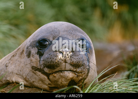 Southern Elephant Seal Mirounga leonina adult female Gold Harbour South Georgia January Stock Photo