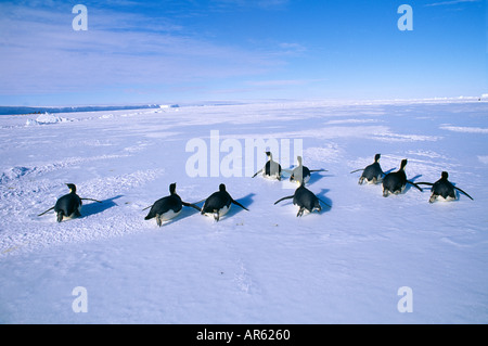 Emperor Penguins Aptenodytes forsteri group returning to colony from the sea across the sea ice of the Weddell Sea Stock Photo